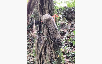 Championnat d’Europe 3D